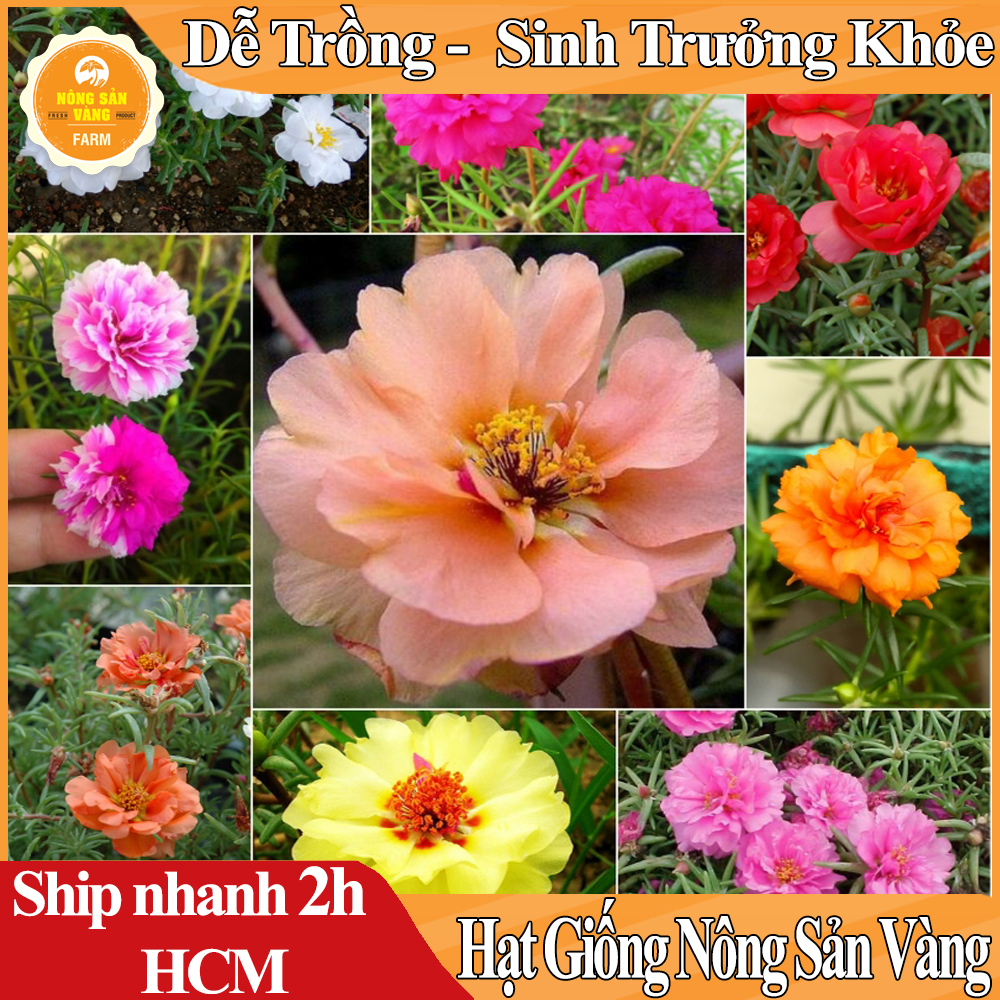 Hạt giống Hoa Mười Giờ Mỹ Kép Nhiều Màu, Cây Rất Nhanh Lớn, Mọc Sát Đất Và Hoa Có Màu Sắc Rất Đẹp - Nông Sản Vàng
