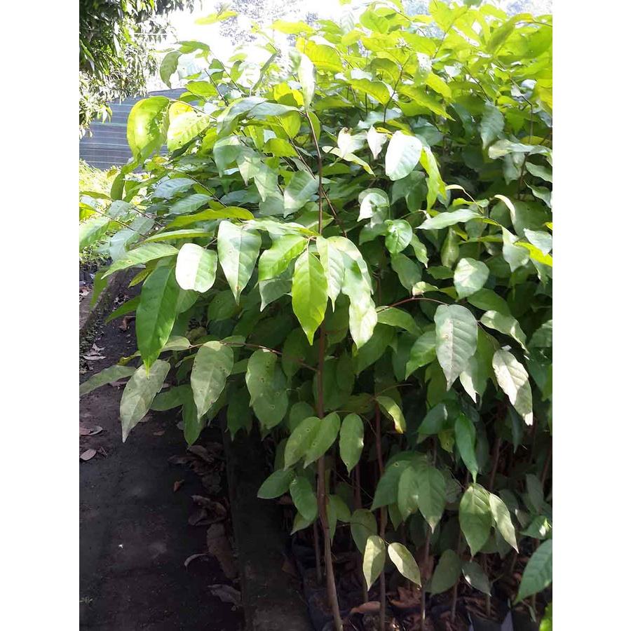Cây Giống gỗ Sao Đen
