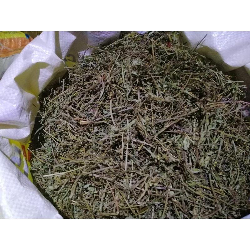 1KG CÂY DIỆP HẠ CHÂU KHÔ , CHÓ ĐẺ RĂNG CƯA (khô , sạch, tốt)