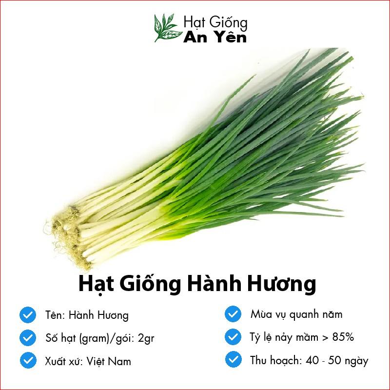 Hạt giống Hành Hương, nhanh thu hoạch, dễ trồng, nảy mầm và năng suất cao