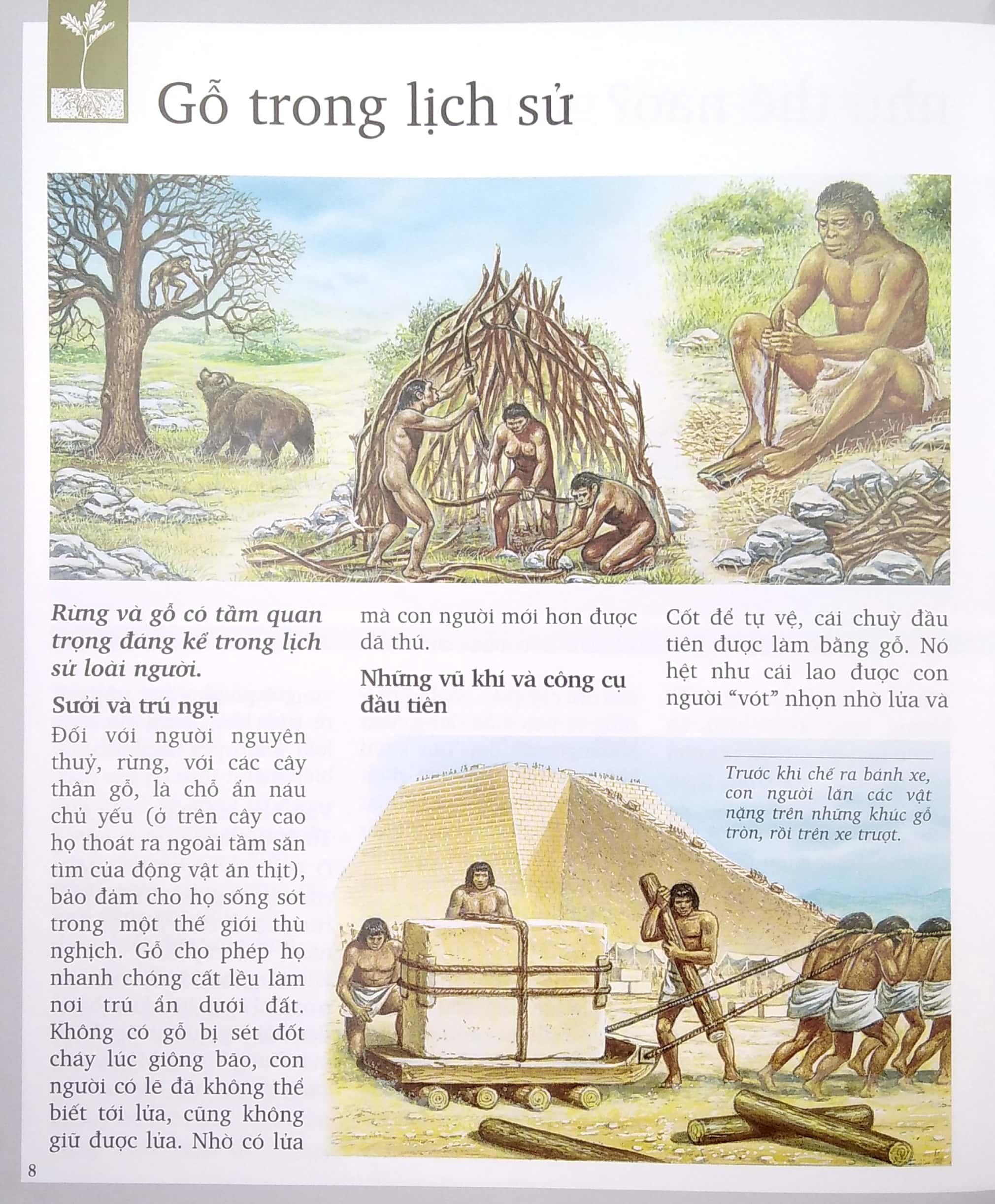 Khám Phá Rừng (Tái Bản 2022)