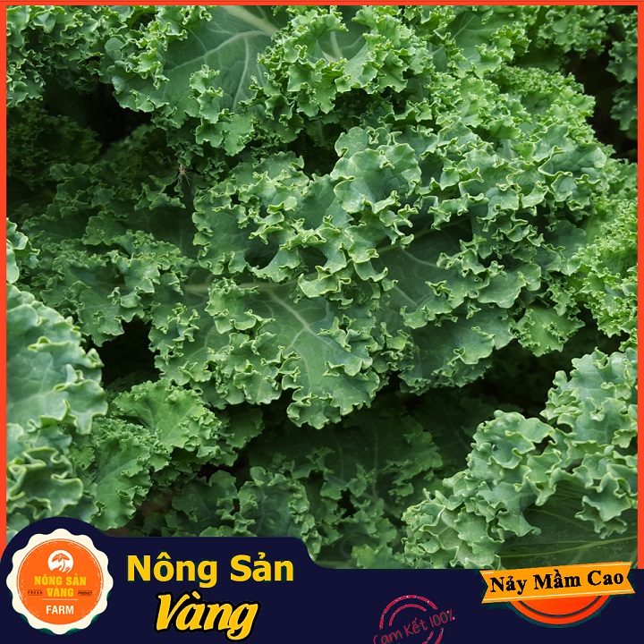 Hạt giống Cải Xoăn Kale ( Gói 5 Gram ) - Nông Sản Vàng