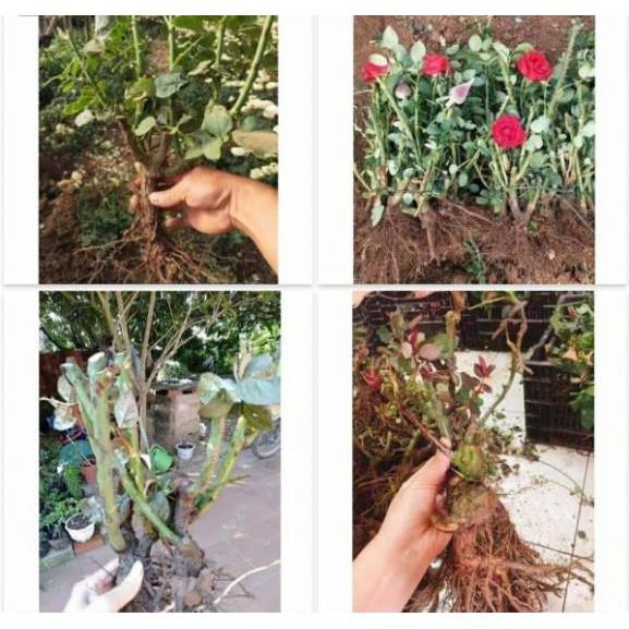 Gốc Hoa Hồng Nhung Combo 03 Gốc Rễ Trần