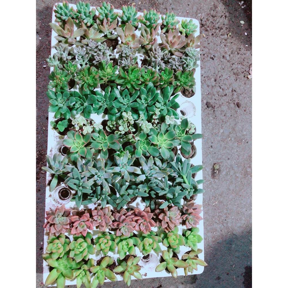 COMBO 12 CÂY SEN ĐÁ