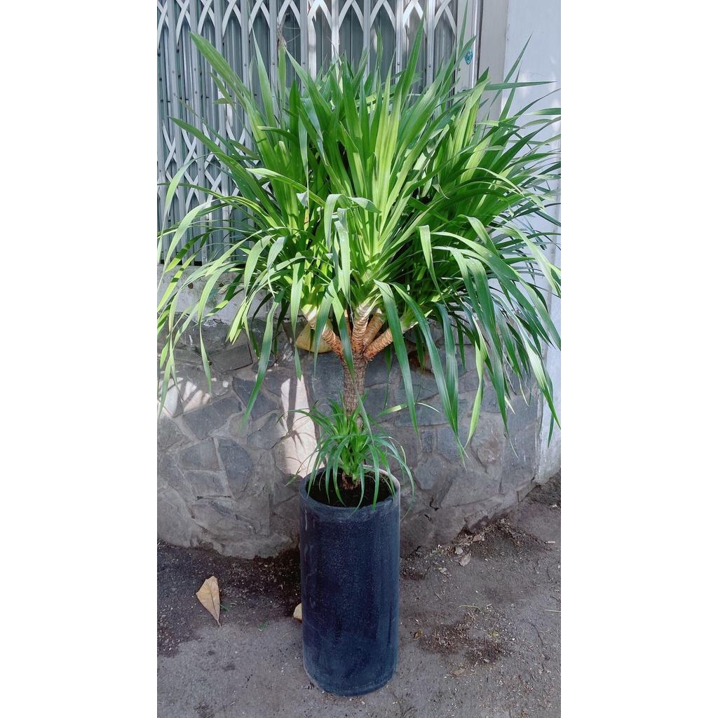 Chậu Cây Phát Tài Núi Lớn