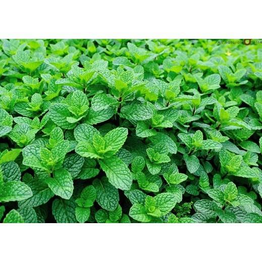 0.1g Hạt Giống Húng Bạc Hà