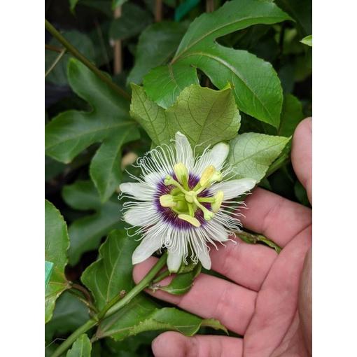 CÂY GIỐNG CHANH DÂY VÀNG