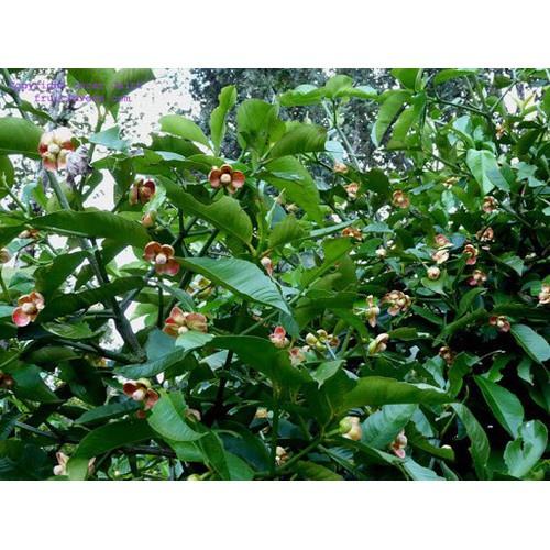 CÂY GIỐNG MĂNG CỤTThái