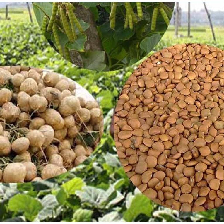Hạt giống củ đậu cao sản dể trồng f1-gói 30 hạt-tặng kèm gói phân bón lót