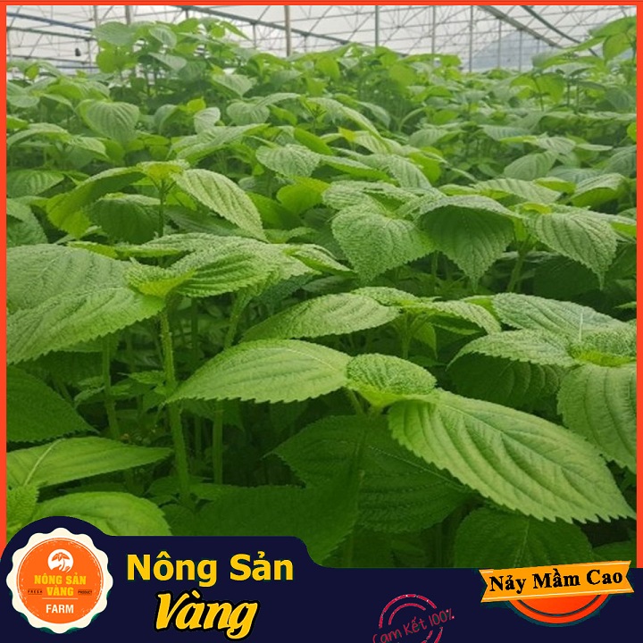 Hạt giống Rau Thơm Mè Hàn Quốc - Nông Sản Vàng