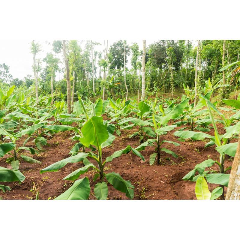 Cây giống Chuối Già Nam Mỹ. .