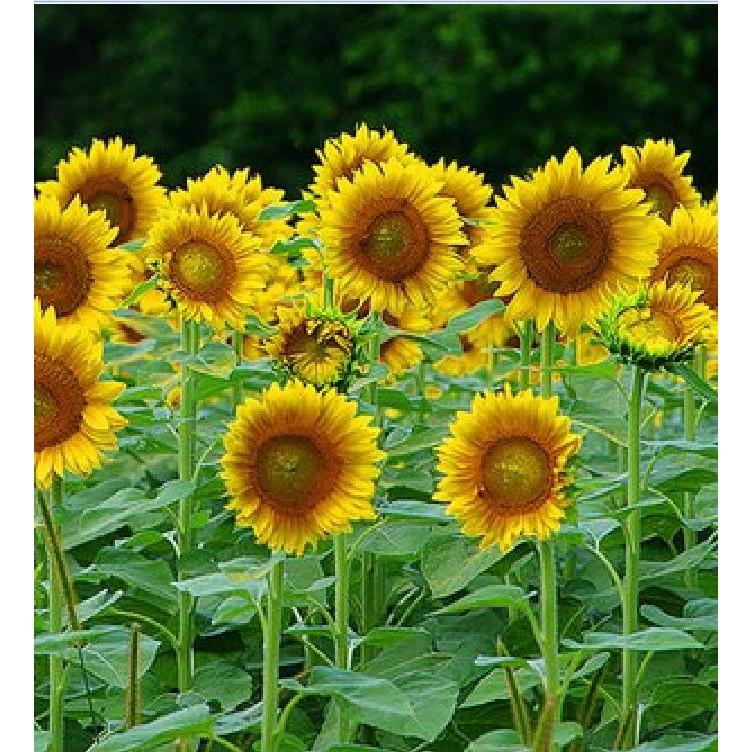 Hạt giống hoa hướng dương cao 120cm 30 hạt/gói