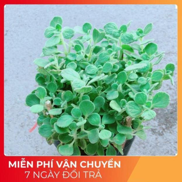 Nhất Mạc Hương  kèm chậu sứ