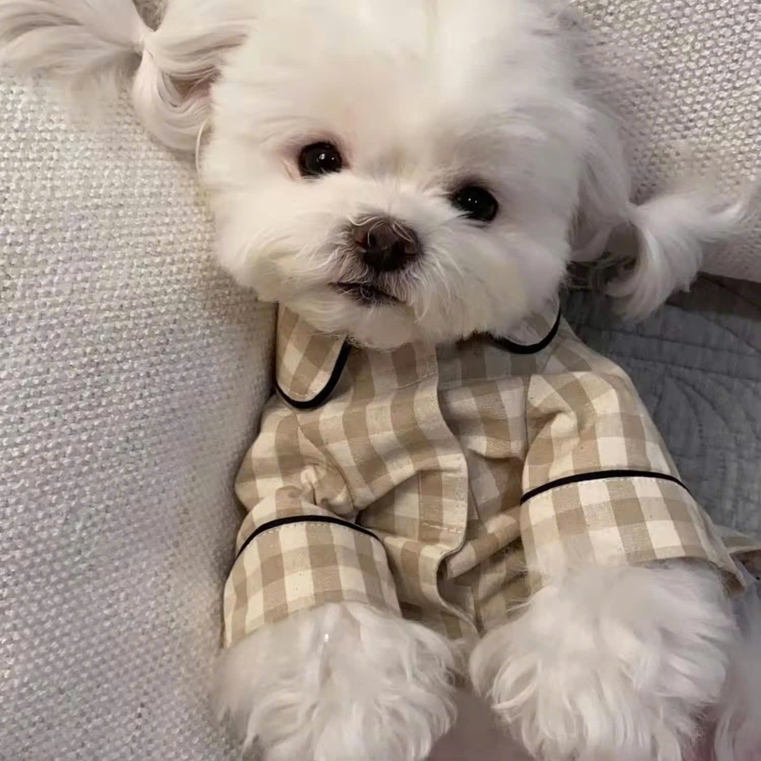 ÁO CARO SANG TRỌNG TỪ 0.2-7KG DÀNH CHO THÚ CƯNG CHÓ MÈO