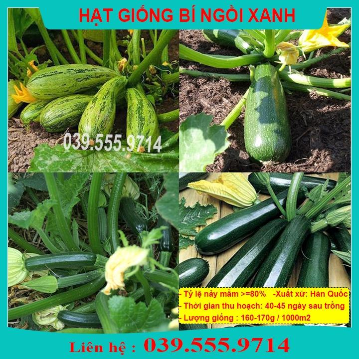 Hạt giống bí ngồi xanh 10 hạt quả to đẹp