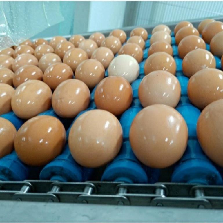 Bột Lòng Trắng Trứng Nguyên Chất Túi 500gr. Hàng Nhập Khẩu Ấn Độ và Italia Chất Lượng Cao