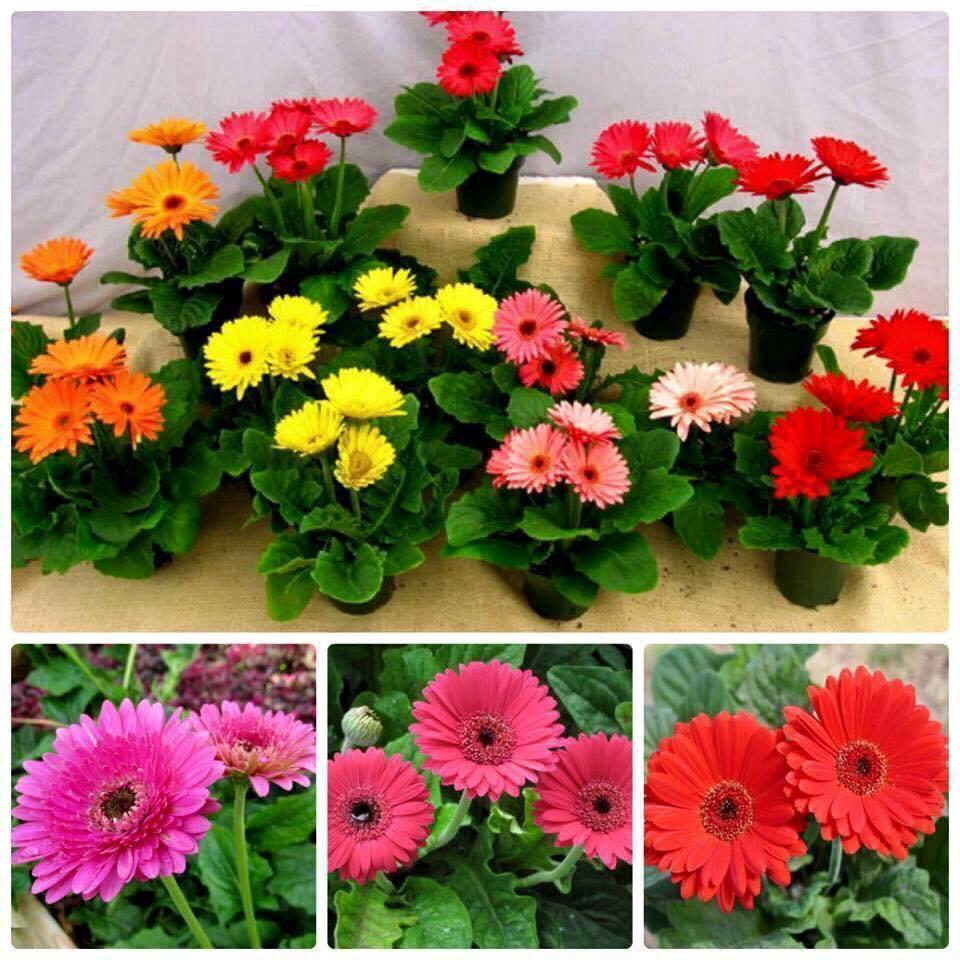 Hạt giống HOA ĐỒNG TIỀN MIX MÀU CHẤT LƯỢNG CAO