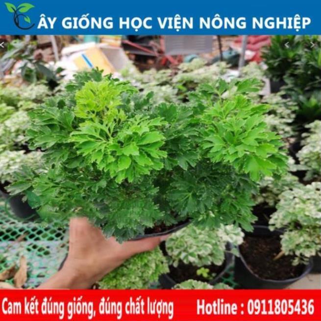 Sản phẩm Cây Ăn Trái cây giống đinh lăng dược liệu