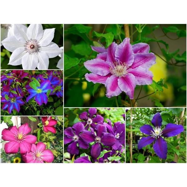 Hạt giống HOA ÔNG LÃO, cây hoa dây leo nhiều màu dễ trồng