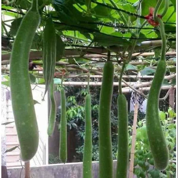 Hạt Giống Bầu Sao Trái Dài -