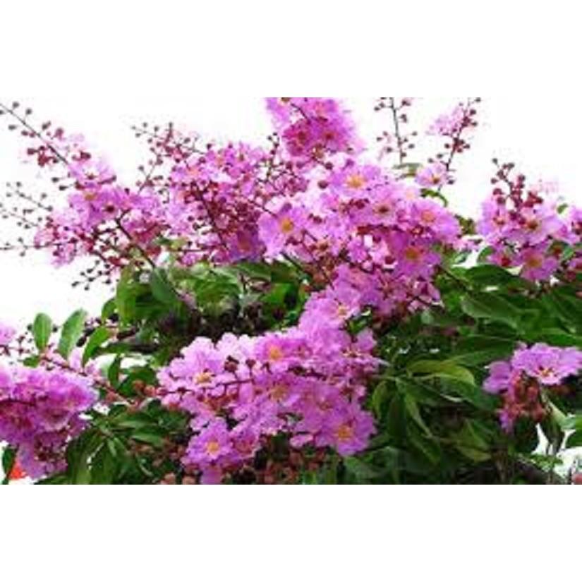 CÂY HOA BẰNG LĂNG TÍM - CÂY CAO 1,5M TRỞ LÊN,ĐÁNH ĐẤT