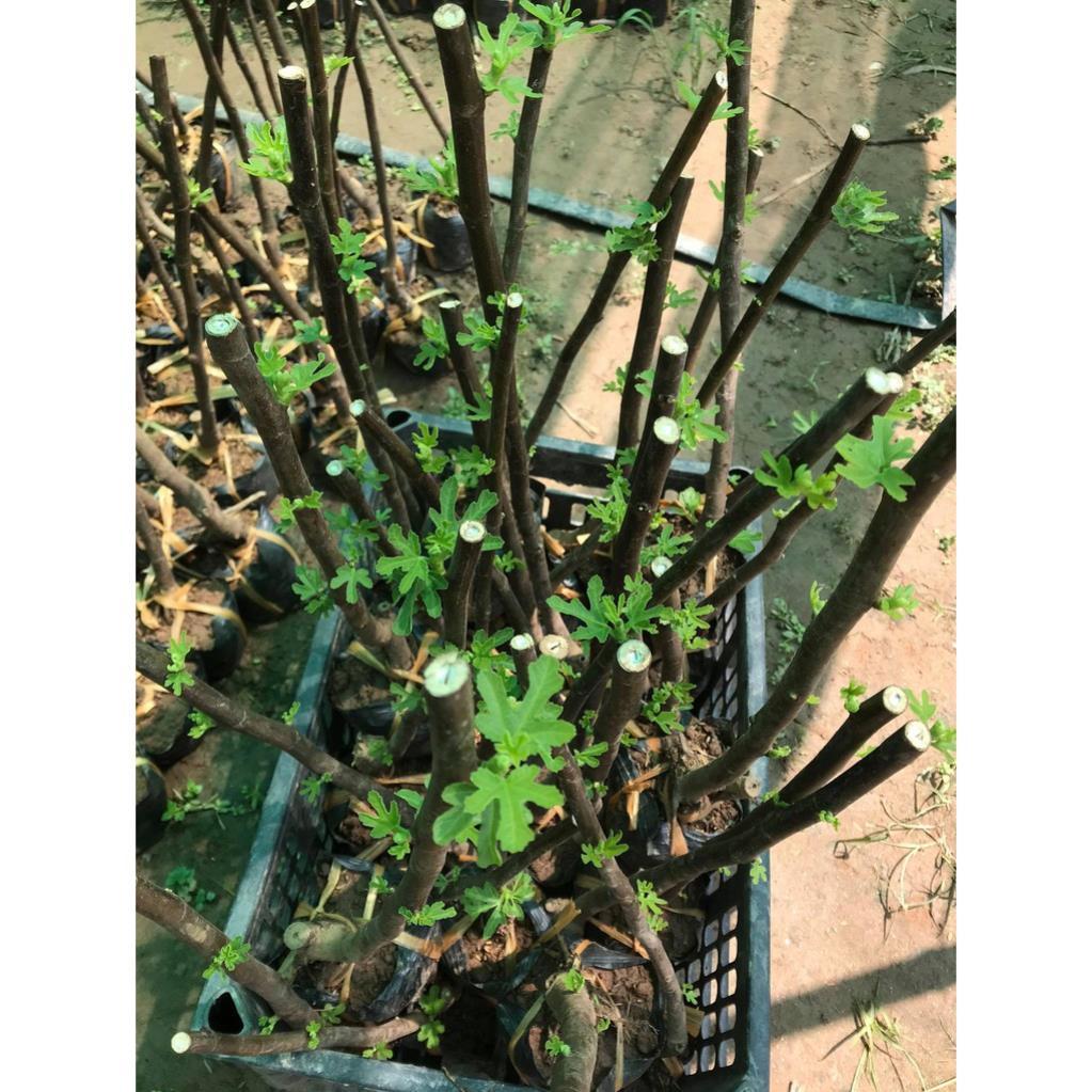 Cây sung mỹ size trung giống chuẩn cao 30-40 cm -Không giao dc 19 tỉnh Miền Nam