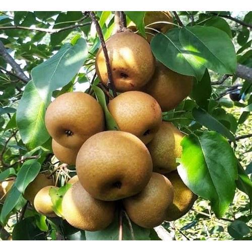 CÂY GIỐNG Cây Lê Nâu