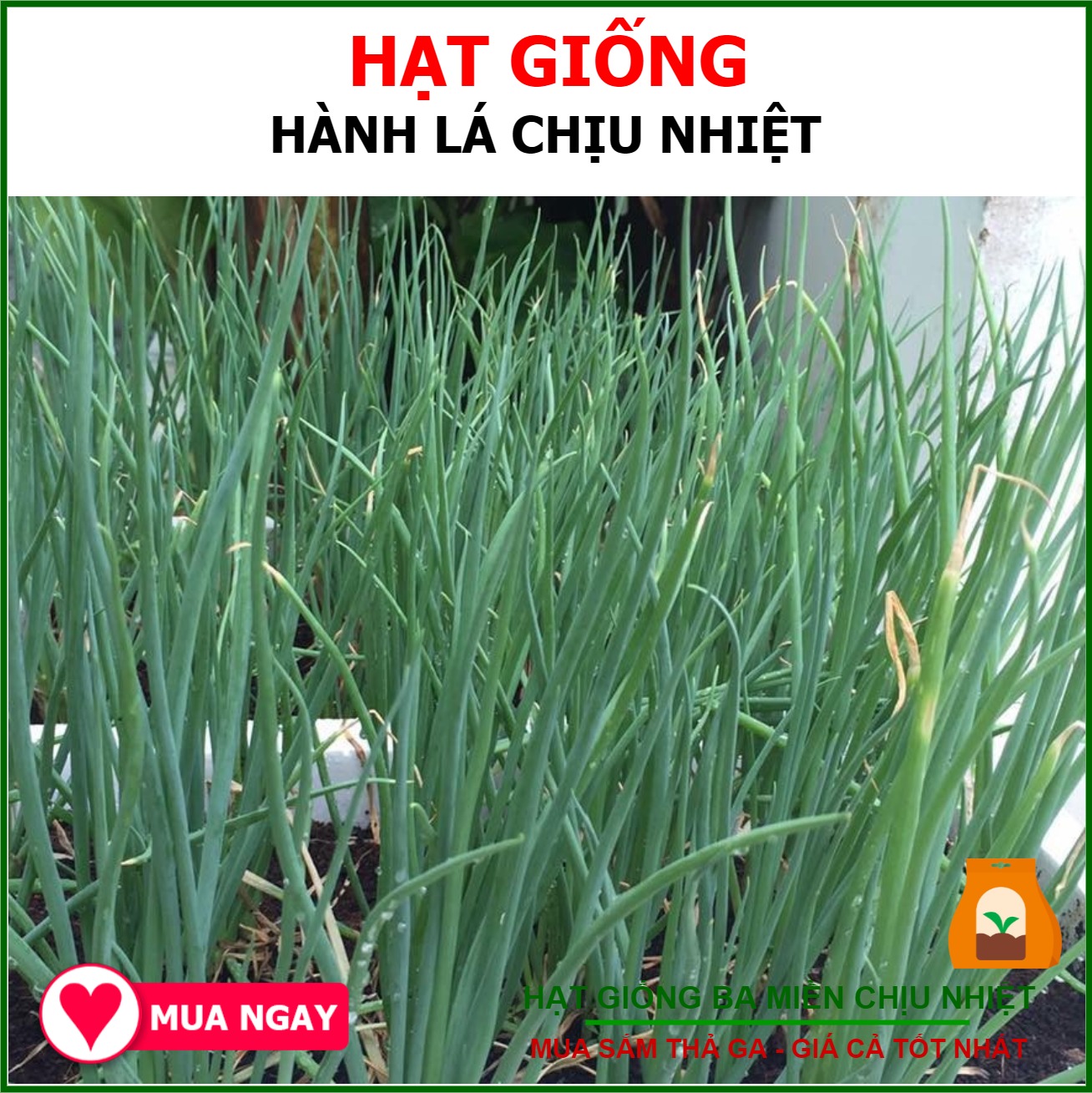 Hạt Giống Hành Lá  Dễ Trồng, Thơm Ngon