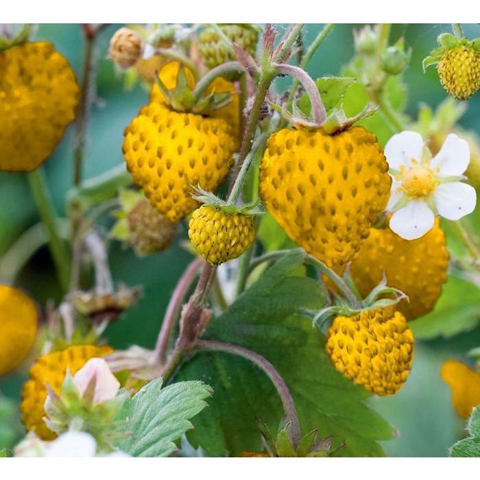 Hạt giống dâu tây vàng chịu nhiệt CT292 - Gói 100 hạt