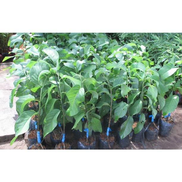 Cây giống Mãng Cầu Na hương vị Sầu Riêng. .