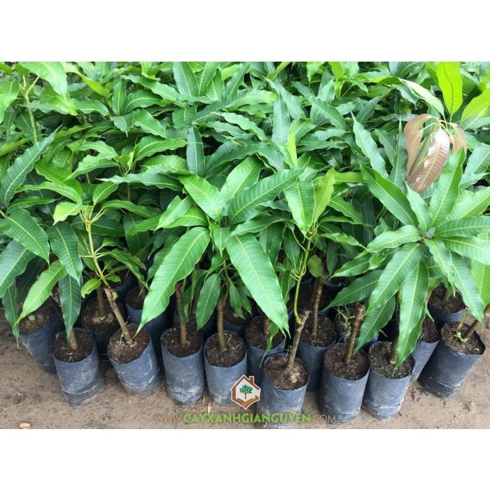 Cây giống Xoài Cát Hòa Lộc.
