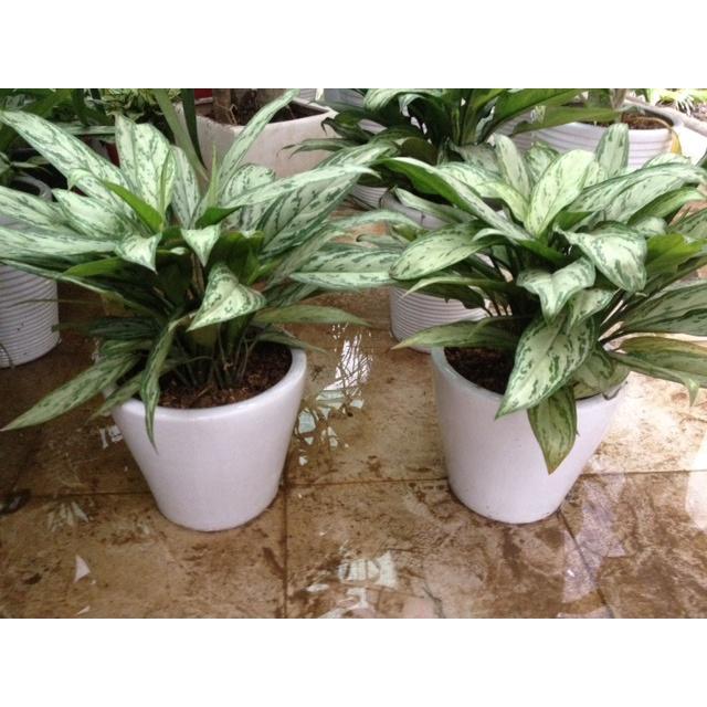 CHẬU CÂY NGÂN HẬU- CÂY PHONG THỦY VƯỢNG KHÍ, VƯỢNG TÀI LỘC CHO GIA CHỦ