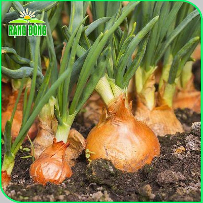 Hạt giống Hành Tây Đỏ Salad Red 027 (2g~300 hạt) củ to, sinh trưởng khỏe, trồng quanh năm - Hạt giống Rạng Đông