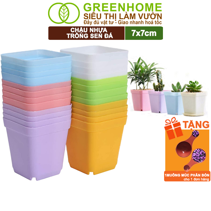 Chậu Nhựa Trồng Sen Đá Greenhome, 7X7Cm, Bền, Đẹp, Màu Sắc Hiện Đại, Ngẫu Nhiên, Không Dĩa, Trồng Tiểu Cảnh - 10 Chậu Nhựa Sen Đá