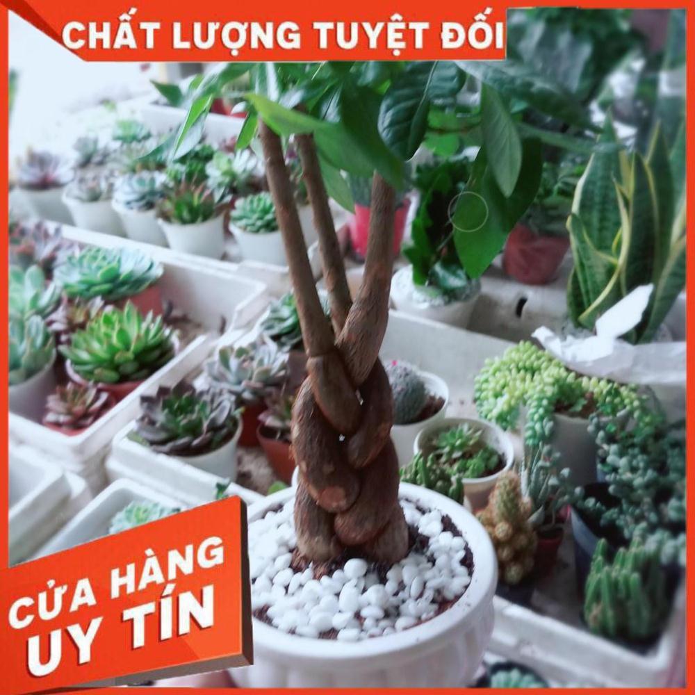 Chậu kim ngân thắt bím 3 thân Nhiều Người Mua