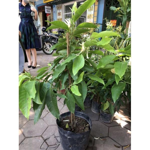 Cây hoa ngọc lan trắng, cây khoẻ đẹp