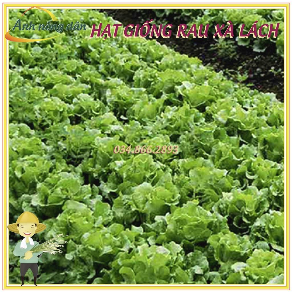 Gói 1g Hạt giống rau xà lách mỡ, xà lách đăm chất lượng tốt, năng suất cao