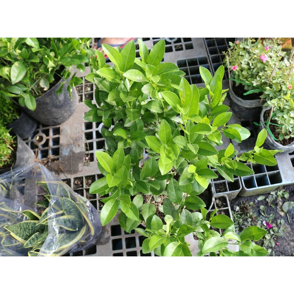 Cây chanh Tứ Quý gốc to trồng có trái liền