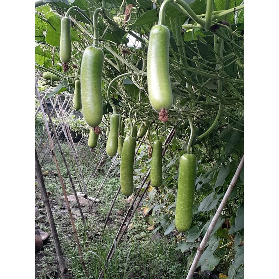 Hạt Giống Bầu Sao ẤN ĐỘ Agristar 666