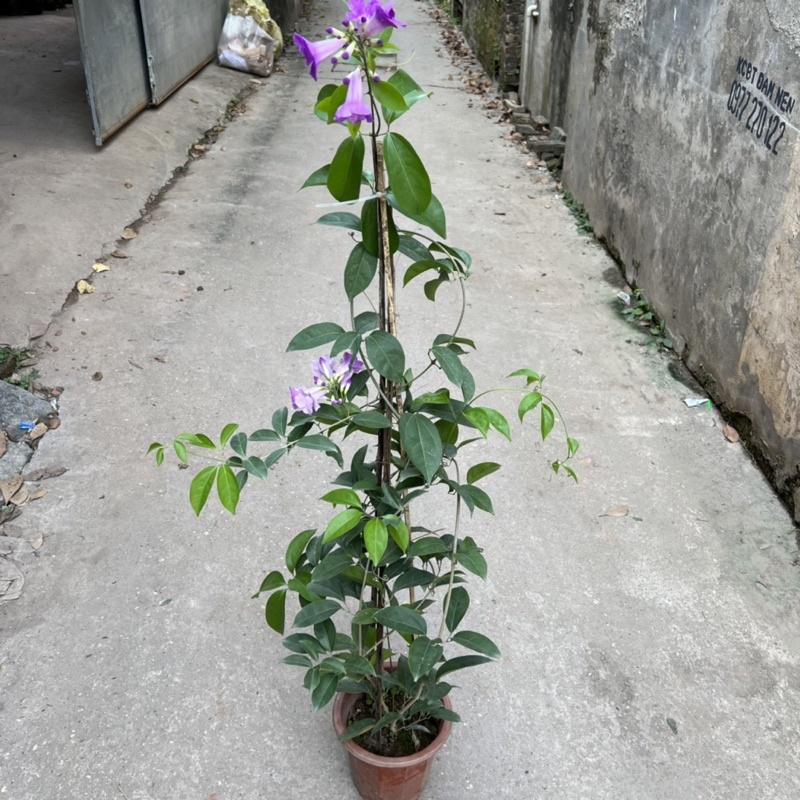 Cây hoa lan tỏi cao 1,3m, cây hoa leo giàn nở rực rỡ, trồng trang trí tường rào, ban công, sân vườn