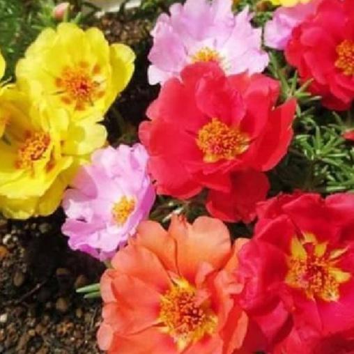 Combo 4 gói hạt giống hoa các loại dễ trồng ,ngắn ngày-gói 50 hạt/tặng kèm gói phân bón lót