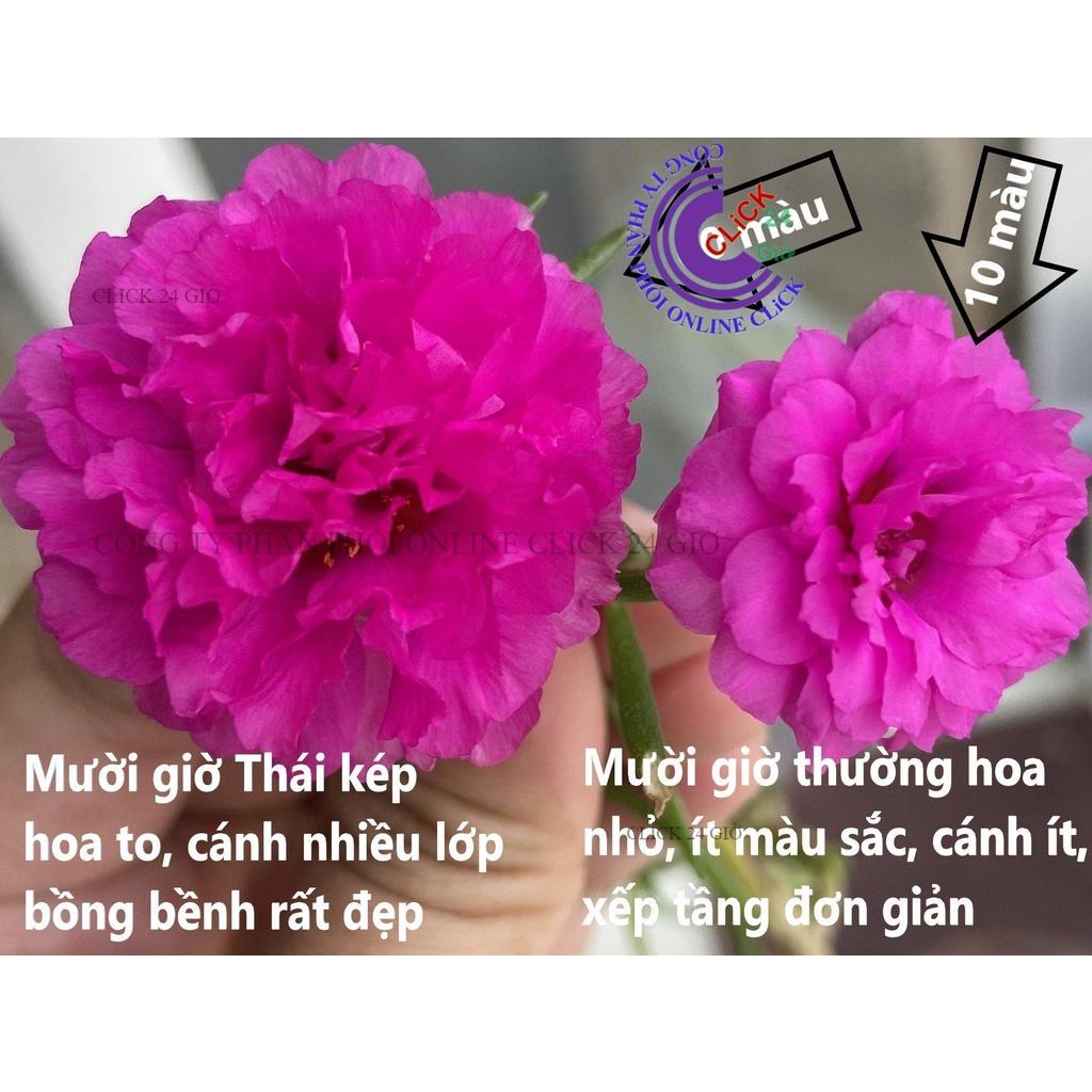 1 Ký Cành Giống Hoa Mười Giờ Thái Kép Màu Mới - VÀNG SANG CHẢNH - Sáng Nổi Bật Tuyệt Đẹp