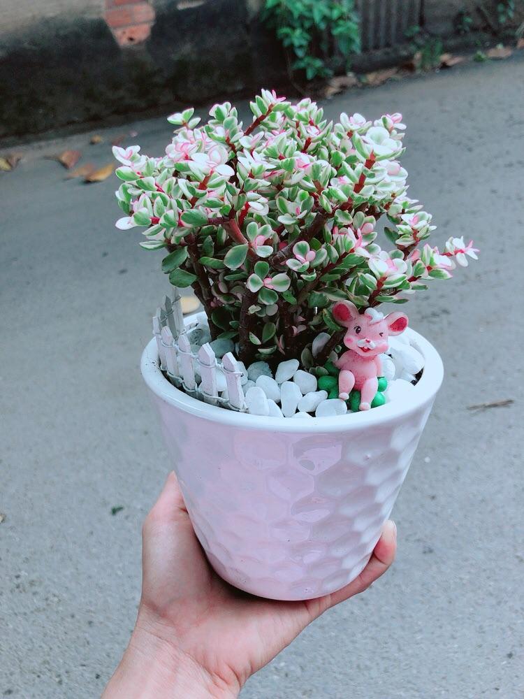 Chậu Cành Vàng Lá Ngọc Tiểu Cảnh