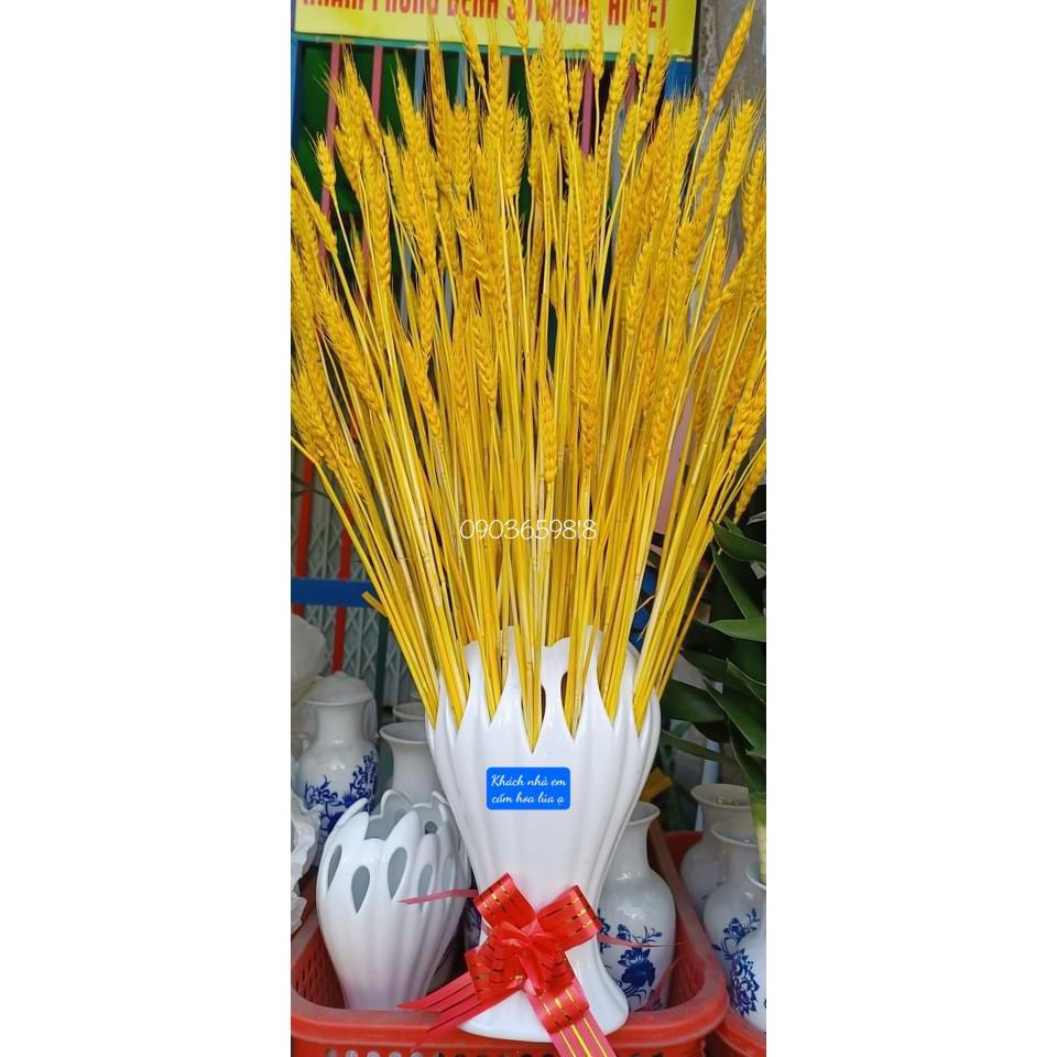 Bó 100 Bông Lúa Yến Mạch Khô Phong Thủy Màu Vàng