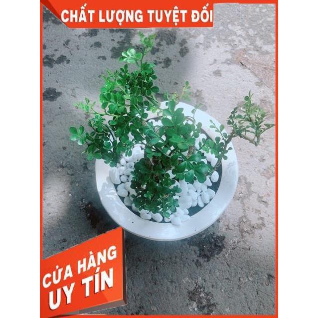 Chậu Cây Cần Thăng