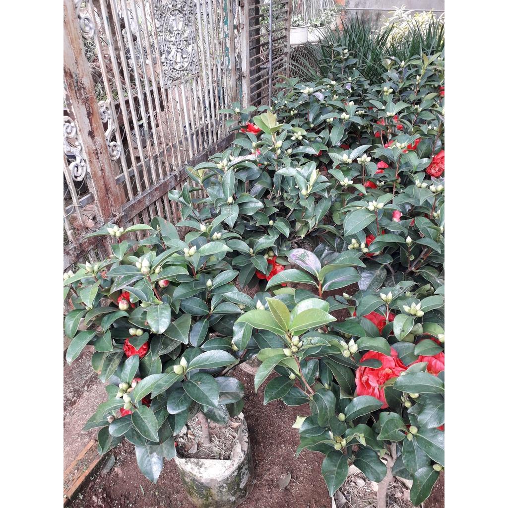 CÂY GIỐNG HỒNG TRÀ.