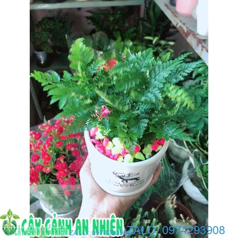 Chậu Cây Dương Sỉ