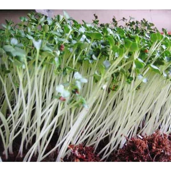 Combo 9 gói hạt giống rau cải ăn mầm