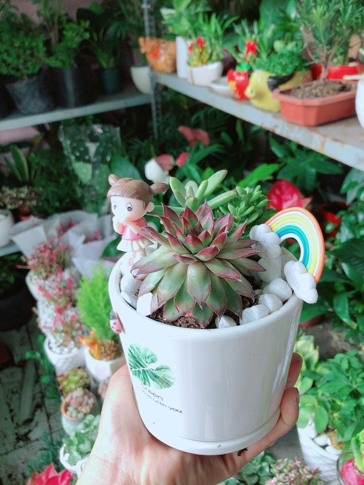 Chậu Sen Đá Tiểu Cảnh