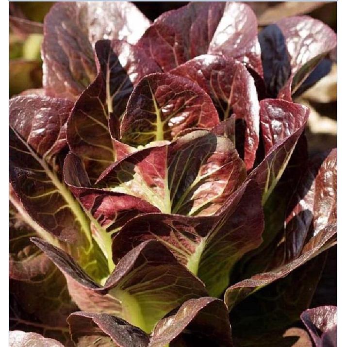 Hạt giống rau xà lách romaine đỏ dể trồng f1-gói 0,2gram-tặng kèm gói phân bón lót